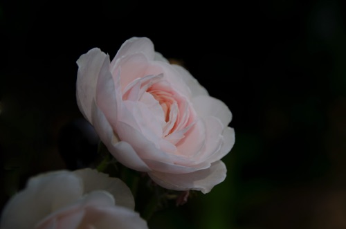 rose 13.6.15.jpg